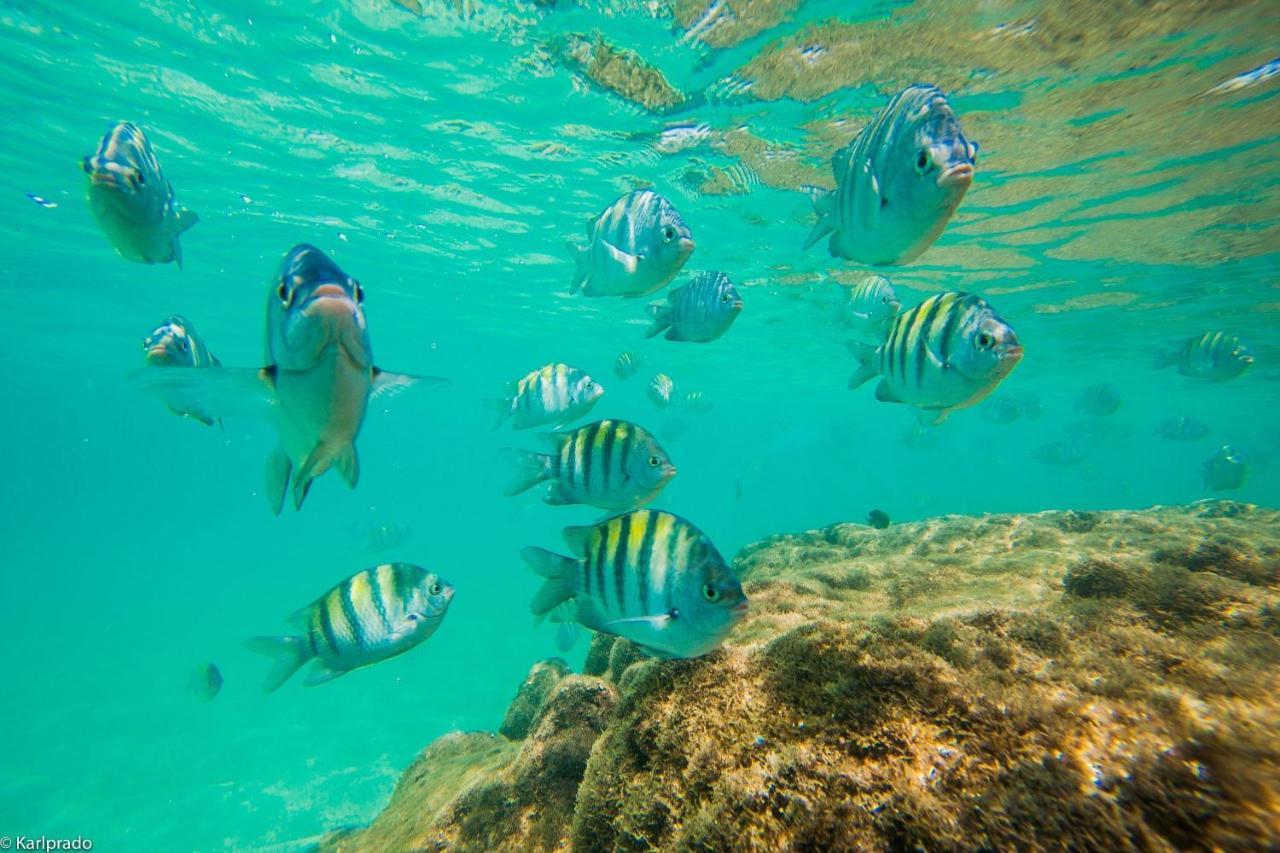Frente Piscina Terreo No Palm Village Em - Eco11 Porto de Galinhas